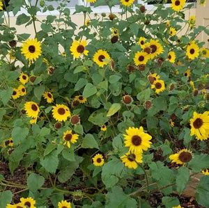 Meet your Posher, Mariah